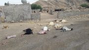 تلف شدن۳۳ رأس گوسفند بر اثر مسمومیت در شهرستان لنده/فیلم