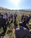 مدیر جهادکشاورزی شهرستان لنده از کشت ۳۵ هکتار گیاهان دارویی زیره سبز وسیاهدانه درشهرستان لنده باحمایت بنیاد مستضعفان خبر داد.