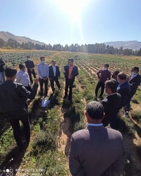 مدیر جهادکشاورزی شهرستان لنده از کشت ۳۵ هکتار گیاهان دارویی زیره سبز وسیاهدانه درشهرستان لنده باحمایت بنیاد مستضعفان خبر داد.