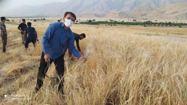 برداشت گندم و جو به همت گروه جهادی شهدای بهمئی + تصاویر جزئیات